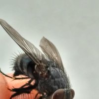 Пойманная обыкновенная муха :: Анастасия Дорошенко