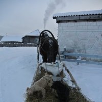 случайный  паравоз :: Володя Коваленко