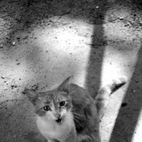 Уличная кошка :: Natalia 