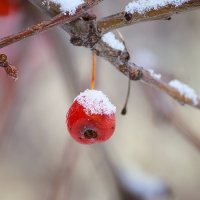 Зима :: Марина Киреева