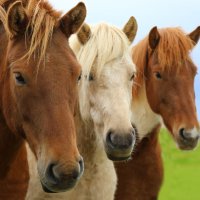 Исландские лошади :: Алексей Кузнецов