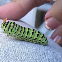 Красивая гусеница! :: Александр Куканов (Лотошинский)