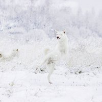 Снежные танцы :: Валентина Ломакина