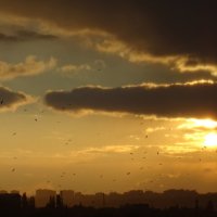 Закат и птицы над городом :: татьяна 