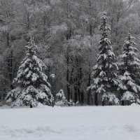 Первый снежный день :: Татьяна Панчешная