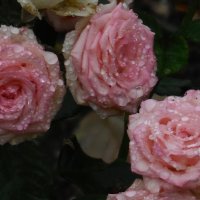 Розы...розы... :: Вячеслав Медведев