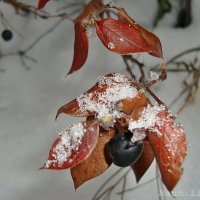 Наступление зимы :: Лидия (naum.lidiya)