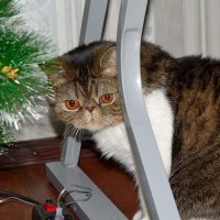 Кот и Новый год. :: Александр Зуев