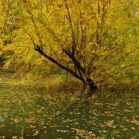 Осенний пруд :: Светлана 
