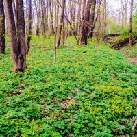 Цветение ветреницы в нашем парке. :: Александр Куканов (Лотошинский)