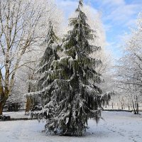 Парк острова Канта в снежном убранстве :: Маргарита Батырева