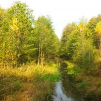 лесной ручей :: Владимир Зырянов