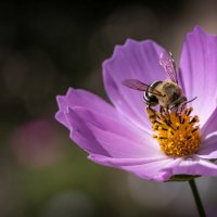Пчела на цветке :: Levon 