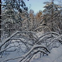 Зимний лес :: Андрей K.