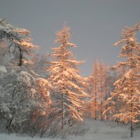 Морозная зима :: ГАЛИНА Баранова