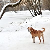 Символ 2018. :: Татьяна Помогалова