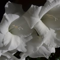 Белый гладиолус. :: zoja 