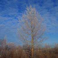 Зимний день :: Вера Андреева