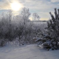 Морозный день :: Вера Андреева