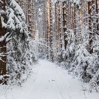 Зима в лесу :: Леонид Никитин