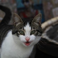 Алуштинский кот :: Катя Чупахина