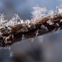 снежинки :: Сергей Шувалов