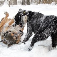 собаки :: Сергей Шувалов