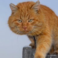 Местный казанова и гроза котов) :: Ксения Хорошилова