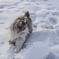 Кошечка с характером :: Ксения Хорошилова