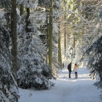 На прогулке в зимнем лесу :: Mariya laimite