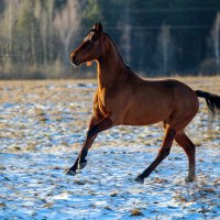 Ланграф Браун :: Кристина Щукина