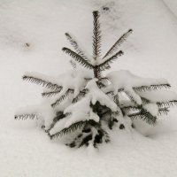 Вся в снегу! :: Андрей Снегерёв