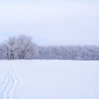 Зимний лес :: Инна Сперанская