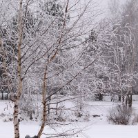 Январские кружева :: Татьяна Ломтева