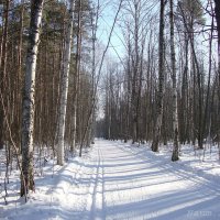 Прогулка в лесу :: Лидия (naum.lidiya)