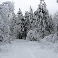Зима..снег.. :: Галина Полина