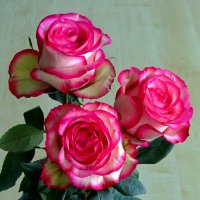 Букет нежных роз :: Сергей Карачин