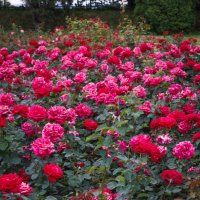 « Расплескалось поле красных роз, Очарован ими небосвод,…» :: Андрей Нибылица