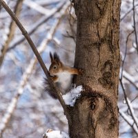 *** :: Владимир Безбородов