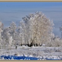 Серебрянные берёзы :: Владимир 