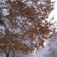 встреча зимы и осени :: Анна Воробьева
