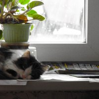 кошка на окошке :: Юлия Денискина