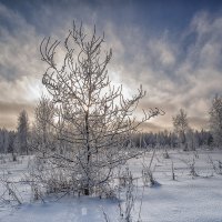 winter :: Николай Колобов