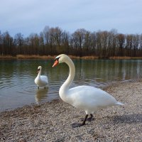 Лебеди на городском озере, январь... :: Galina Dzubina