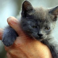 Серый котик. :: оля san-alondra