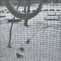 Семь ворон под моим окном :: Нина Корешкова