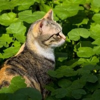 Кошечка в зарослях травы :: Александр Деревяшкин
