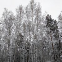 В зимнем лесу ... :: Татьяна Котельникова