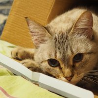 А ваша кошка любит коробки ??? :: Игорь Касьяненко