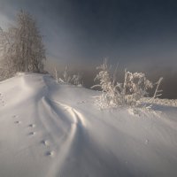 Морозный день :: Дамир Белоколенко